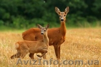 Куплю косулю.Животные / Растения - <ro>Изображение</ro><ru>Изображение</ru> #2, <ru>Объявление</ru> #1575500