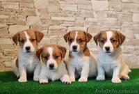 Щенки джек рассел терьера от чемпионов, есть Видео! - <ro>Изображение</ro><ru>Изображение</ru> #2, <ru>Объявление</ru> #1517930