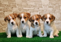 Щенки джек рассел терьера от чемпионов, есть Видео! - <ro>Изображение</ro><ru>Изображение</ru> #3, <ru>Объявление</ru> #1517930