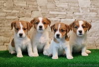 Щенки джек рассел терьера от чемпионов, есть Видео! - <ro>Изображение</ro><ru>Изображение</ru> #5, <ru>Объявление</ru> #1517930