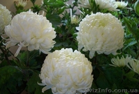 Корни хризантемы - <ro>Изображение</ro><ru>Изображение</ru> #2, <ru>Объявление</ru> #1577549