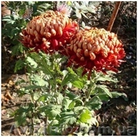 Корни хризантемы - <ro>Изображение</ro><ru>Изображение</ru> #3, <ru>Объявление</ru> #1577549