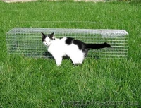 Котоловка. Живоловка. Поймать кота и кошку безопасно и надежно. Доставка - <ro>Изображение</ro><ru>Изображение</ru> #2, <ru>Объявление</ru> #1579454