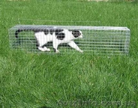 Котоловка. Живоловка. Поймать кота и кошку безопасно и надежно. Доставка - <ro>Изображение</ro><ru>Изображение</ru> #1, <ru>Объявление</ru> #1579454