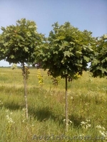 Садоводство, озеленение, ландшафтный-дизайн. - <ro>Изображение</ro><ru>Изображение</ru> #2, <ru>Объявление</ru> #1583563