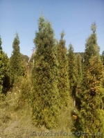 Садоводство, озеленение, ландшафтный-дизайн. - <ro>Изображение</ro><ru>Изображение</ru> #3, <ru>Объявление</ru> #1583563