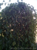 Садоводство, озеленение, ландшафтный-дизайн. - <ro>Изображение</ro><ru>Изображение</ru> #4, <ru>Объявление</ru> #1583563