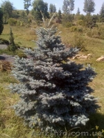 Садоводство, озеленение, ландшафтный-дизайн. - <ro>Изображение</ro><ru>Изображение</ru> #1, <ru>Объявление</ru> #1583563