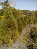 Садоводство, озеленение, ландшафтный-дизайн. - <ro>Изображение</ro><ru>Изображение</ru> #6, <ru>Объявление</ru> #1583563