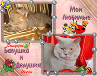 вислоухая кошечка с документами - <ro>Изображение</ro><ru>Изображение</ru> #8, <ru>Объявление</ru> #1593641