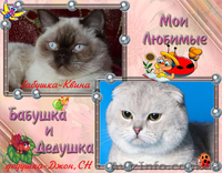 вислоухая кошечка с документами - <ro>Изображение</ro><ru>Изображение</ru> #7, <ru>Объявление</ru> #1593641