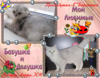 вислоухая кошечка с документами - <ro>Изображение</ro><ru>Изображение</ru> #9, <ru>Объявление</ru> #1593641