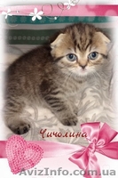 вислоухая кошечка с документами - <ro>Изображение</ro><ru>Изображение</ru> #3, <ru>Объявление</ru> #1593641