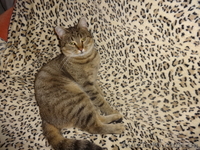 стерильные кошечки в добрые руки - <ro>Изображение</ro><ru>Изображение</ru> #5, <ru>Объявление</ru> #1593643