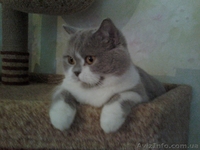 стерильные кошечки в добрые руки - <ro>Изображение</ro><ru>Изображение</ru> #1, <ru>Объявление</ru> #1593643