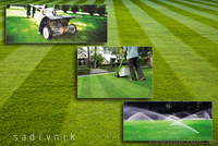 Вычесывание газона. Уход за газоном  - <ro>Изображение</ro><ru>Изображение</ru> #1, <ru>Объявление</ru> #544421