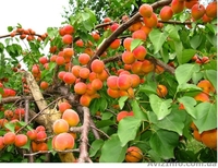 Садовый центр «Солнце сад» предлагает оптом следующие сорта саженцев - <ro>Изображение</ro><ru>Изображение</ru> #1, <ru>Объявление</ru> #1611698