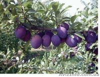 Садовый центр «Солнце сад» предлагает оптом следующие сорта саженцев - <ro>Изображение</ro><ru>Изображение</ru> #3, <ru>Объявление</ru> #1611698