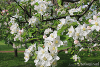 Обработка сада. Химическое опрыскивание деревьев Киев и область - <ro>Изображение</ro><ru>Изображение</ru> #3, <ru>Объявление</ru> #855791