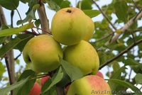 Садовый центр «Солнце сад» предлагает оптом следующие сорта саженцев - <ro>Изображение</ro><ru>Изображение</ru> #5, <ru>Объявление</ru> #1611698