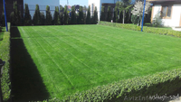 Устройство газона, рулонный газон. Уход за газоном - <ro>Изображение</ro><ru>Изображение</ru> #5, <ru>Объявление</ru> #1047680