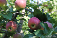 Обработка сада. Химическое опрыскивание деревьев Киев и область - <ro>Изображение</ro><ru>Изображение</ru> #4, <ru>Объявление</ru> #855791