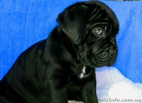 Кане корсо. Высоко-породные щенки. - <ro>Изображение</ro><ru>Изображение</ru> #4, <ru>Объявление</ru> #135901