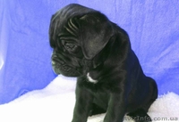 Кане корсо. Высоко-породные щенки. - <ro>Изображение</ro><ru>Изображение</ru> #2, <ru>Объявление</ru> #135901