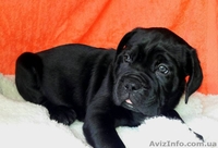 Кане корсо. Высоко-породные щенки. - <ro>Изображение</ro><ru>Изображение</ru> #3, <ru>Объявление</ru> #135901