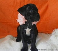 Кане корсо. Высоко-породные щенки. - <ro>Изображение</ro><ru>Изображение</ru> #6, <ru>Объявление</ru> #135901