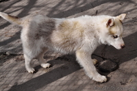 Сибирский хаски, щенки КСУ. - <ro>Изображение</ro><ru>Изображение</ru> #10, <ru>Объявление</ru> #1598425