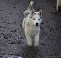 Сибирский хаски, щенки КСУ. - <ro>Изображение</ro><ru>Изображение</ru> #7, <ru>Объявление</ru> #1598425