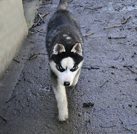 Сибирский хаски, щенки КСУ. - <ro>Изображение</ro><ru>Изображение</ru> #6, <ru>Объявление</ru> #1598425