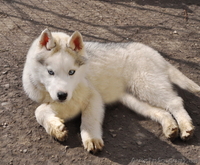 Сибирский хаски, щенки КСУ. - <ro>Изображение</ro><ru>Изображение</ru> #2, <ru>Объявление</ru> #1598425