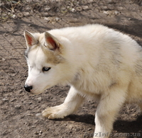 Сибирский хаски, щенки КСУ. - <ro>Изображение</ro><ru>Изображение</ru> #3, <ru>Объявление</ru> #1598425