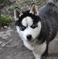 Сибирский хаски, щенки КСУ. - <ro>Изображение</ro><ru>Изображение</ru> #4, <ru>Объявление</ru> #1598425