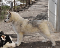 Сибирский хаски, щенки КСУ. - <ro>Изображение</ro><ru>Изображение</ru> #1, <ru>Объявление</ru> #1598425