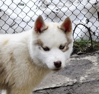 Сибирский хаски, щенки КСУ. - <ro>Изображение</ro><ru>Изображение</ru> #8, <ru>Объявление</ru> #1598425