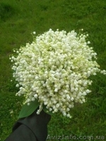 Ландыши  - <ro>Изображение</ro><ru>Изображение</ru> #2, <ru>Объявление</ru> #1618697