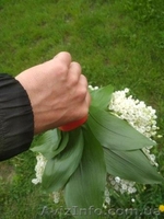 Ландыши  - <ro>Изображение</ro><ru>Изображение</ru> #4, <ru>Объявление</ru> #1618697