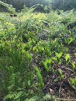 Участок в Киеве, Оболонский район, Шевченко площадь, Петровский переулок - <ro>Изображение</ro><ru>Изображение</ru> #1, <ru>Объявление</ru> #1623077