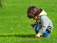 Семена газонной травы DLF Trifolium. ОПТОВАЯ ЦЕНА. - <ro>Изображение</ro><ru>Изображение</ru> #2, <ru>Объявление</ru> #1626878