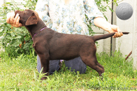 Породный щенок лабрадора. Питомник - <ro>Изображение</ro><ru>Изображение</ru> #2, <ru>Объявление</ru> #1626770