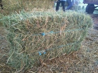 Продам сіно лугове у квадратних тюках  - <ro>Изображение</ro><ru>Изображение</ru> #1, <ru>Объявление</ru> #1627163