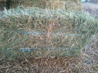 Продам сіно лугове у квадратних тюках  - <ro>Изображение</ro><ru>Изображение</ru> #3, <ru>Объявление</ru> #1627163