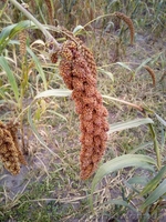 Чумиза –уникальный корм (лакомство) для попугаев, канареек, грызунов. - <ro>Изображение</ro><ru>Изображение</ru> #4, <ru>Объявление</ru> #1641457