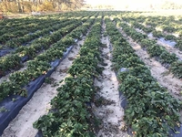 Предлагаю сезонную работу на ягодной ферме под Киевом ЗП высокая - <ro>Изображение</ro><ru>Изображение</ru> #2, <ru>Объявление</ru> #1647433