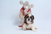 Породные щенки ши тцу - <ro>Изображение</ro><ru>Изображение</ru> #1, <ru>Объявление</ru> #1649914