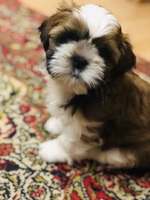 Породные щенки ши тцу - <ro>Изображение</ro><ru>Изображение</ru> #2, <ru>Объявление</ru> #1649914