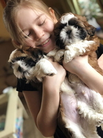 Породные щенки ши тцу - <ro>Изображение</ro><ru>Изображение</ru> #3, <ru>Объявление</ru> #1649914